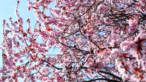 background with pink flowers and blue sky