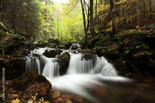 Forest stream flowing down from the mountains