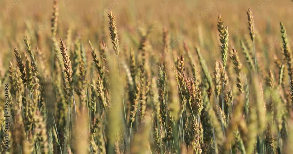 Ears of ripe wheat swaying in the wind Ears of ripe wheat swaying in the wind
