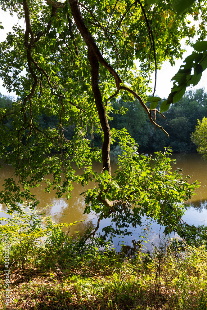 Colorful autumn Nature with old big Trees about River Sazava in Central Bohemia, Czech Republic
