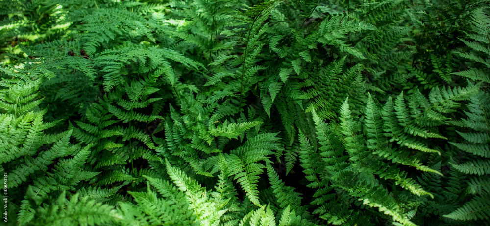 Dense thickets of ferns. Forest plants pattern, closeup photo background