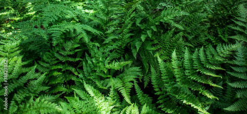 Dense thickets of ferns. Forest plants pattern  closeup photo background