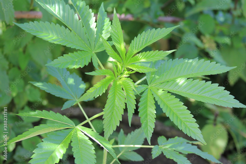 Hanfpflanze, jung, Cannabis, Hanfblüte, feminin
Hanfpflanze, jung, Cannabis, Hanfblüte, feminin