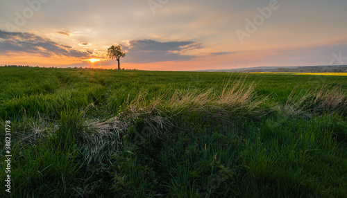 tree against the setting sun