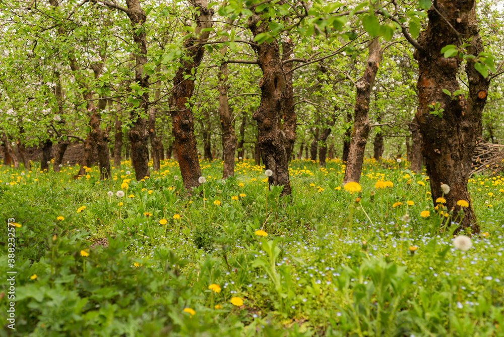 a spring blooming orchard among yellow flowers a spring blooming orchard among yellow flowers