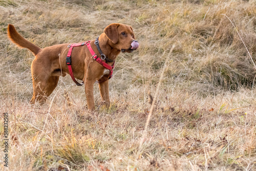 young brown labrador running with wooden stick in his mouth