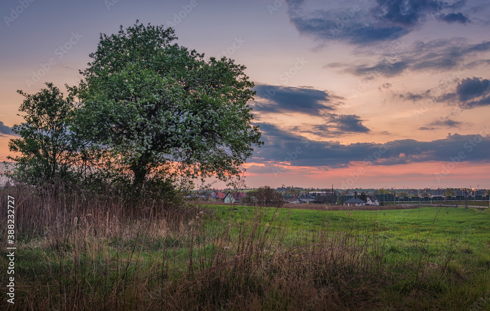 Fototapeta premium a springtime sunset over fields and meadows