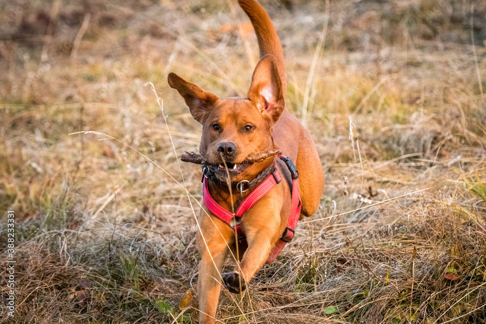 young brown labrador running with wooden stick in his mouth young brown labrador running with wooden stick in his mouth