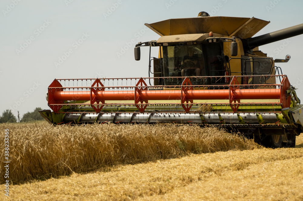 Fototapeta premium Combine harvester agriculture machine harvesting golden ripe wheat field. Agriculture. Combine harvester harvesting wheat with dust straw in the air. Heagy agricultural machinery.
