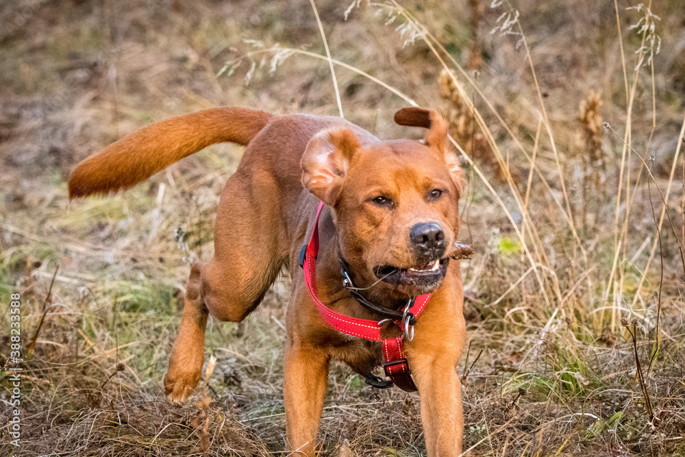 young brown labrador running with wooden stick in his mouth young brown labrador running with wooden stick in his mouth