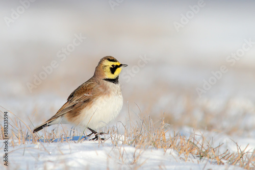 Horned or shore lark. Bird in winter on snow. Eremophila alpestris photo