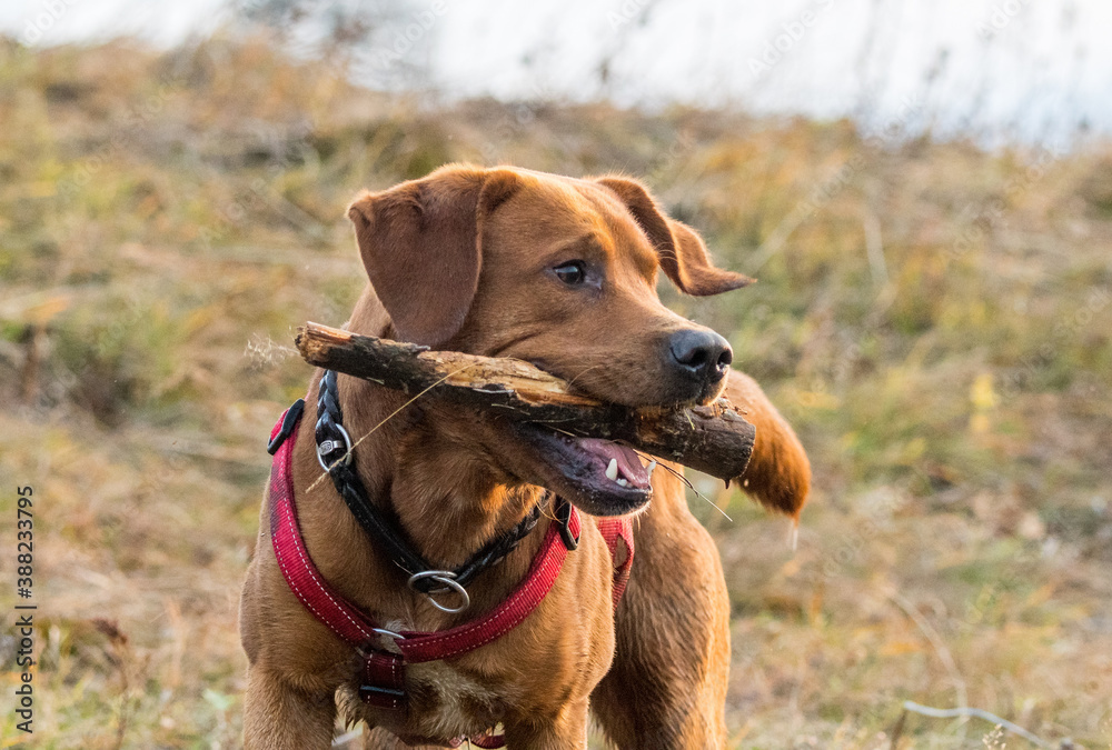 young brown labrador running with wooden stick in his mouth young brown labrador running with wooden stick in his mouth