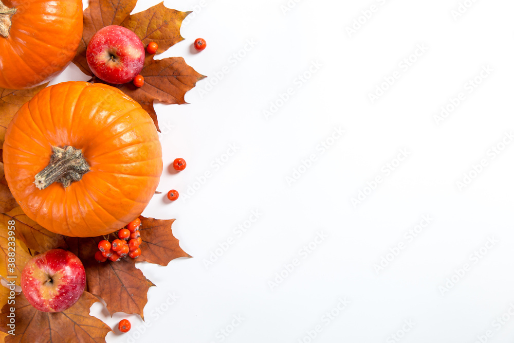 Orange pumpkins, fallen leaves, apples and berries on a white background. The concept of autumn template, Thanksgiving day. Copy space.