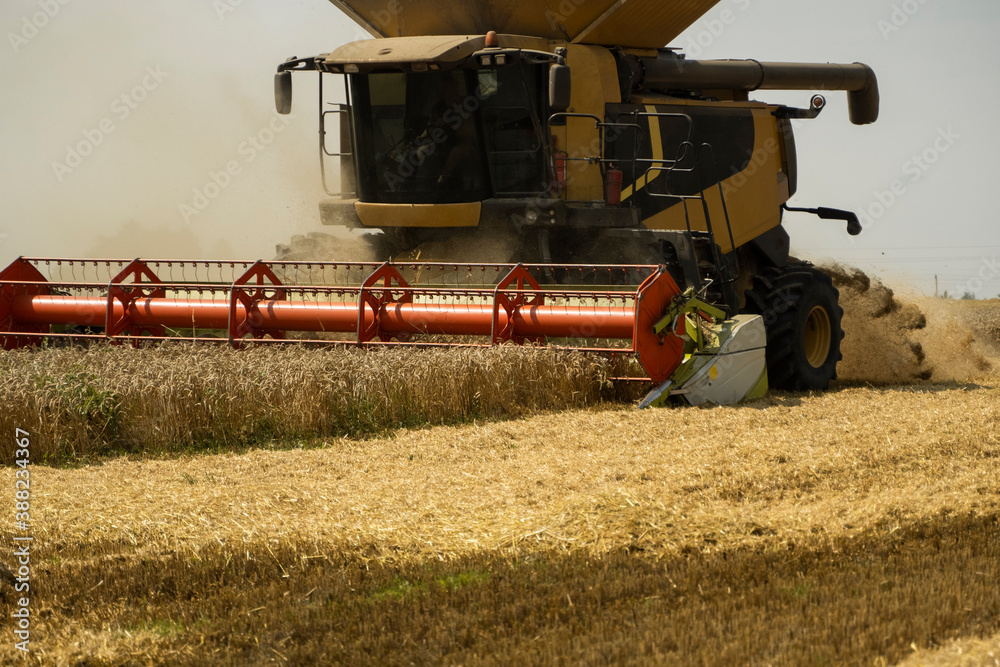 Fototapeta premium Combine harvester agriculture machine harvesting golden ripe wheat field. Agriculture. Combine harvester harvesting wheat with dust straw in the air. Heagy agricultural machinery.
