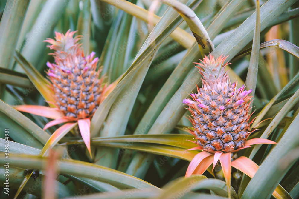 Pineapple at Dole Plantation, Oahu, Hawaii Pineapple at Dole Plantation, Oahu, Hawaii