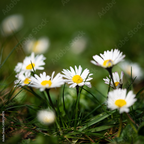 Gänseblümchen