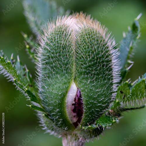 Mohn kurz vorm Platzen