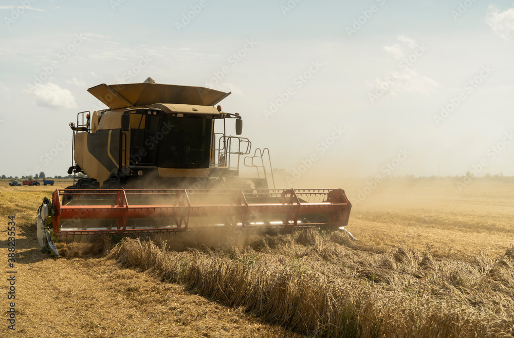 Obraz premium Combine harvester agriculture machine harvesting golden ripe wheat field. Agriculture. Combine harvester harvesting wheat with dust straw in the air. Heagy agricultural machinery.