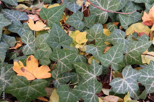 Ivy leaves and autumn leaves on forest floor © delivision