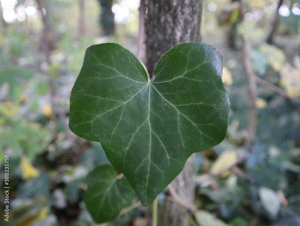 Obraz premium Close up of an ivy leaf in front of a tree trunk