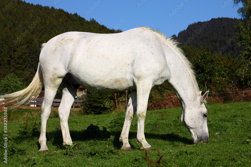 White horse in the meadow White horse in the meadow