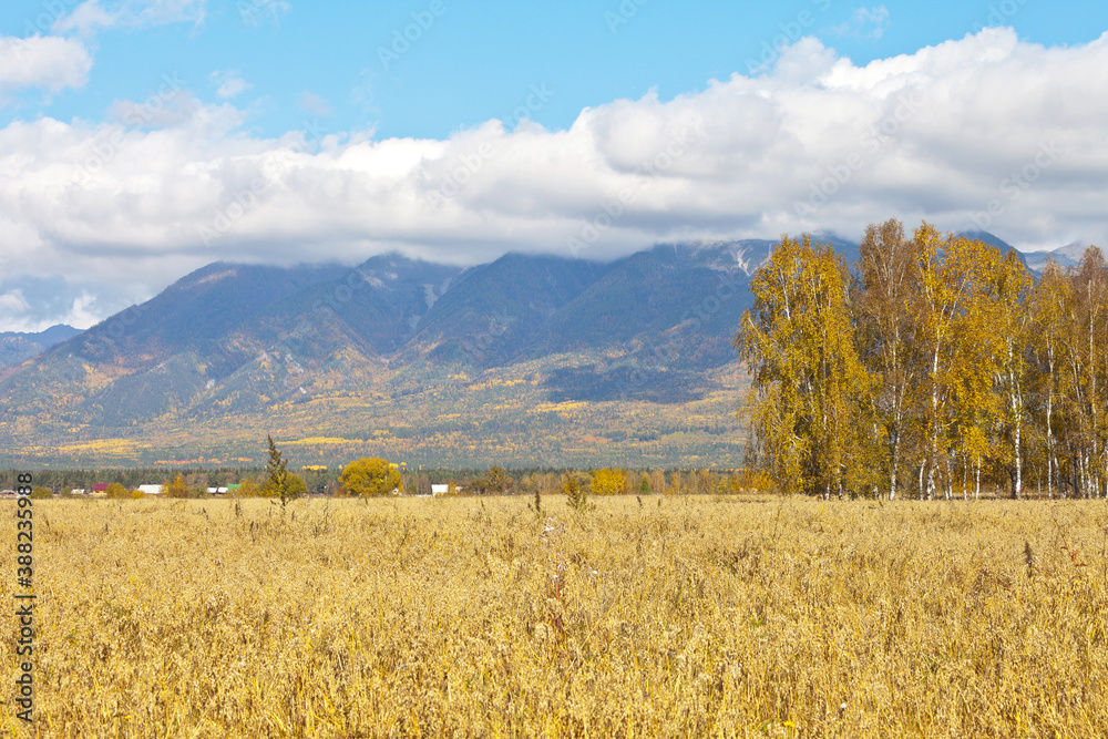 Obraz premium Autumn rural landscape with a yellow oat field in the foothill valley. The peaks of the Eastern Sayan Mountains are covered with low clouds. Natural background. Siberia, Buryatia, Tunka Valley, Arshan