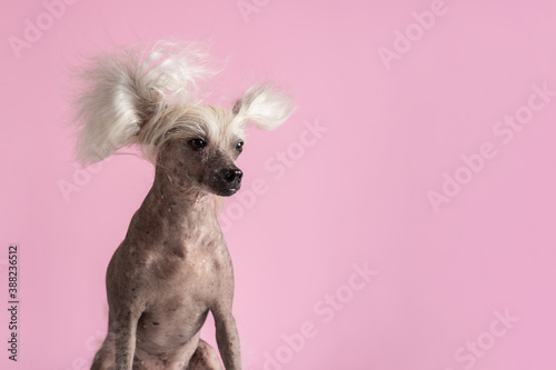 Close-up of Chinese Crested Dog in front of pink background. Cute lady dog. Copy space
