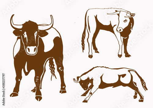 Graphical vintage set of oxen , vector illustration