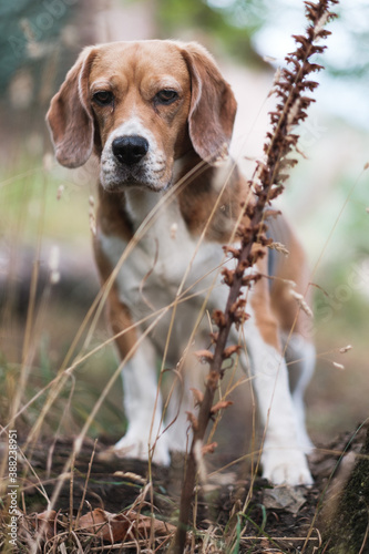 Beagle puppy in the grass in autumn