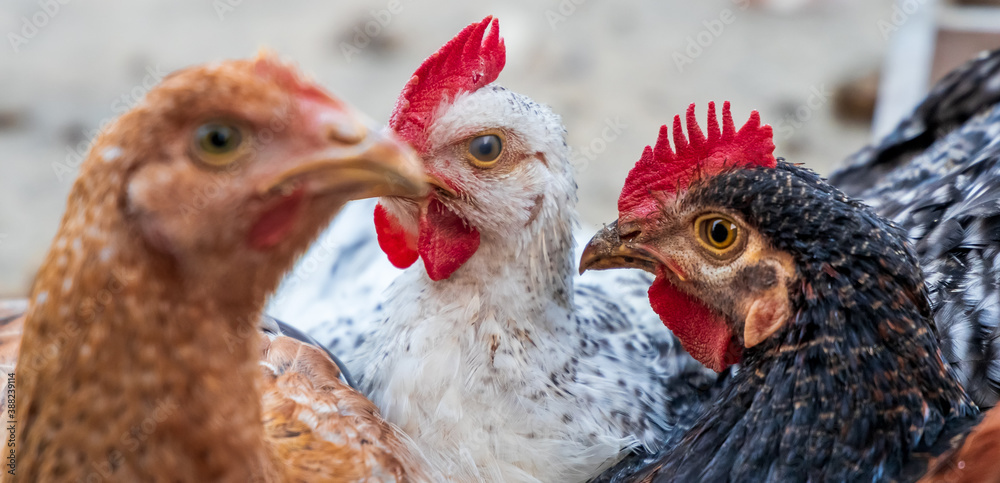 Naklejka premium Kuroiler Chicken. Full-grown Kuroiler chicken playing in group. Kuroiler is a hybrid breed of chicken.