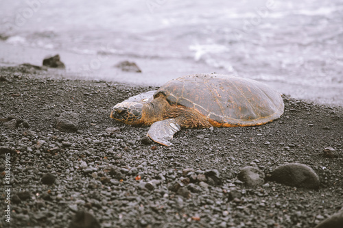 Turtle at Punaluu Beach, Big Island, Hawaii photo