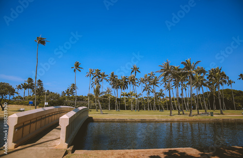 Palm tree at Waialae Beach Park, Kahala, Oahu, Hawaii

