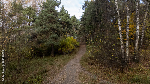path in the forest