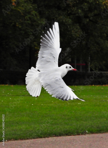 white water bird's low level flight 