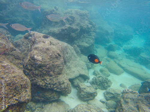 Snorkeling at Shark s Cove, North shore, Oahu, Hawaii
 photo