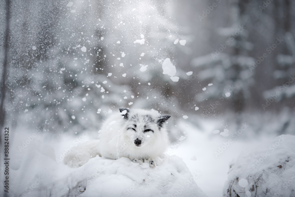 white fluffy fox in the snow. wild animal in nature