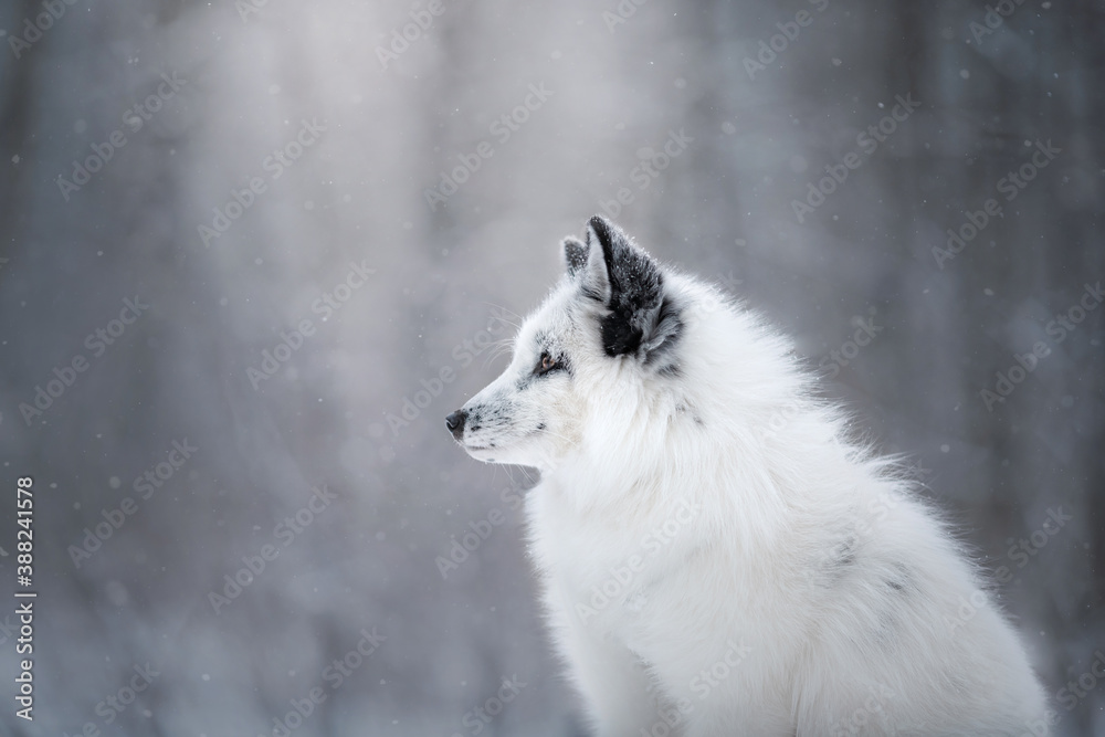 white fluffy fox in the snow. wild animal in nature