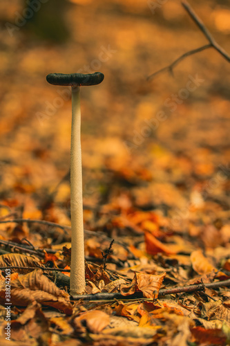 Mushroom caught into the forest