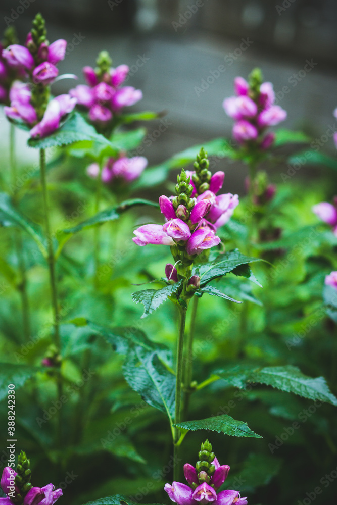 Blooming Chelone obliqua (Rose turtlehead) in the garden. Selective focus.
