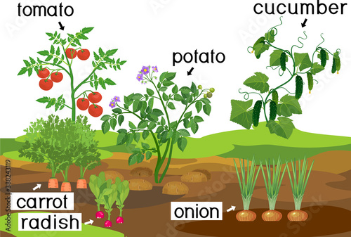 Landscape with vegetable garden. Potato, onion, carrot cucumber, tomato and radish plants with titles on garden bed