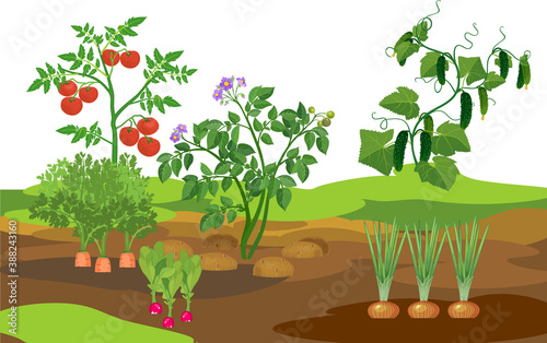 Landscape with vegetable garden. Potato, onion, carrot cucumber, tomato and radish plants on garden bed