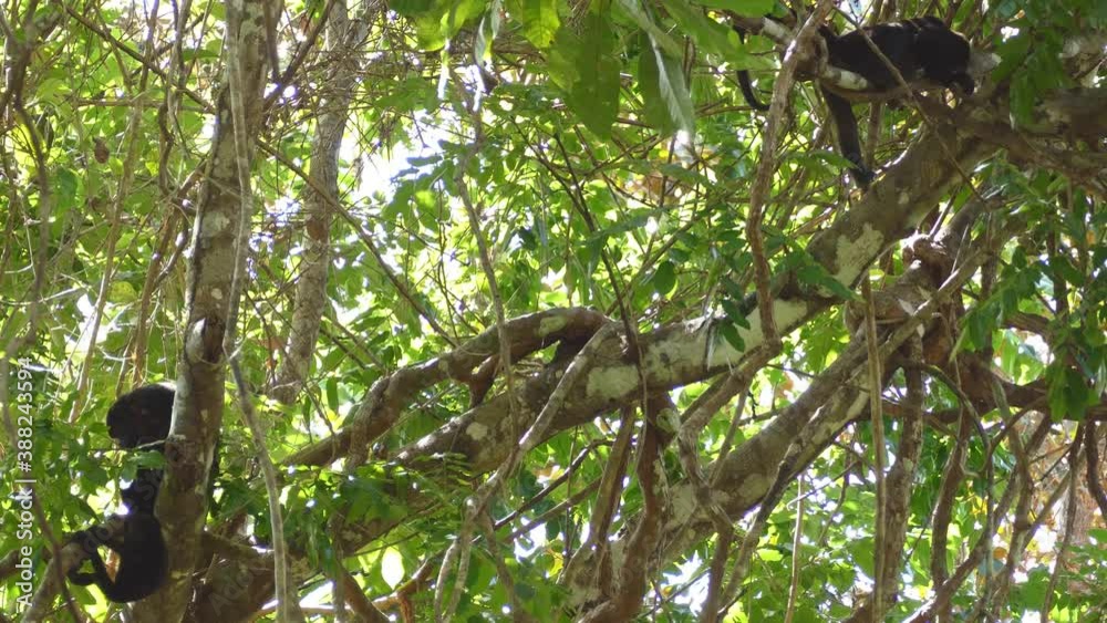 Grown Mantled Howler Monkey shaking huge branches before jumping from one tree to another Grown Mantled Howler Monkey shaking huge branches before jumping from one tree to another