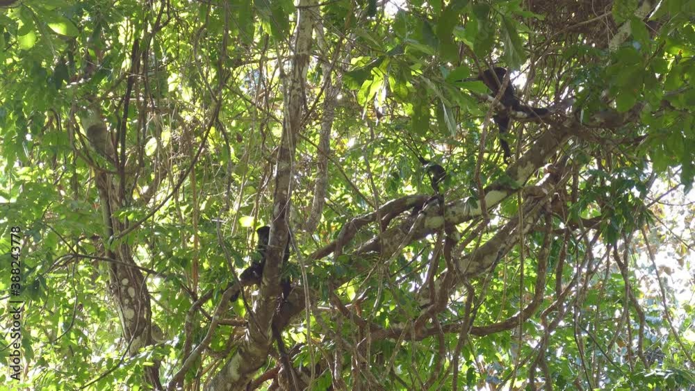 Monkeys swinging between branches on the vine trees of Costa Rica. Monkeys swinging between branches on the vine trees of Costa Rica.