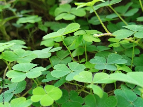 Wallpaper Mural Small green plant in the garden  Torontodigital.ca