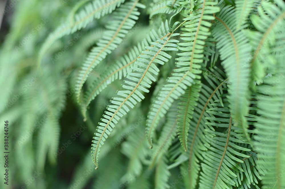Close-up of fern leaves against a blurred background.