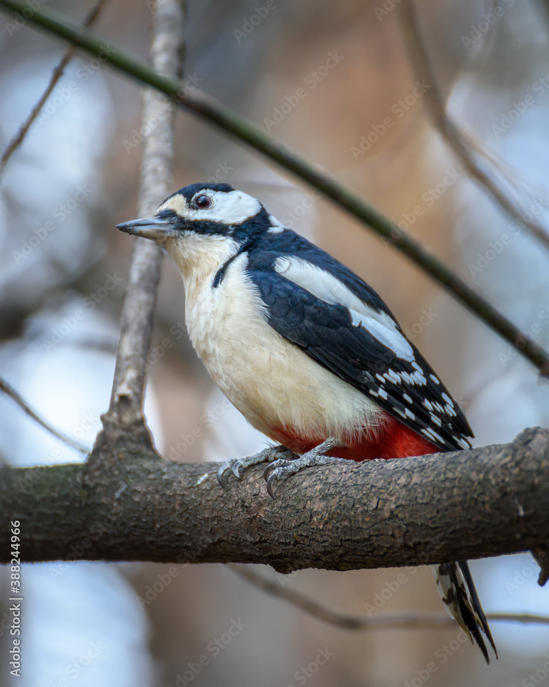Obraz premium Woodpecker sitting on a tree branch close up in natural environment