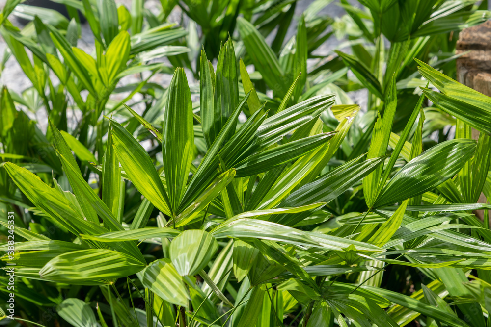 Green lady palm or Bamboo (Rhapis laosensis Becc) in the garden, Houseplant Green lady palm or Bamboo (Rhapis laosensis Becc) in the garden, Houseplant