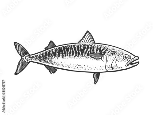 Atlantic mackerel scomber fish sketch engraving vector illustration. T-shirt apparel print design. Scratch board imitation. Black and white hand drawn image.