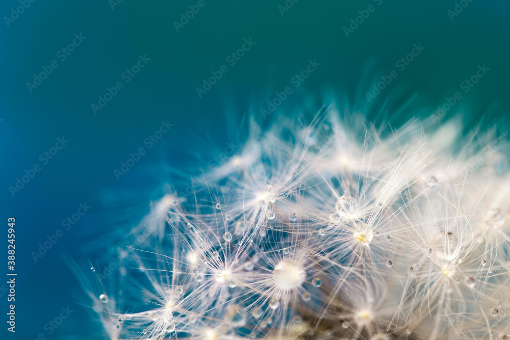 Obraz premium Beautiful fluffy dandelion ball with dew drops on a blurry background, macro photo of small details of nature