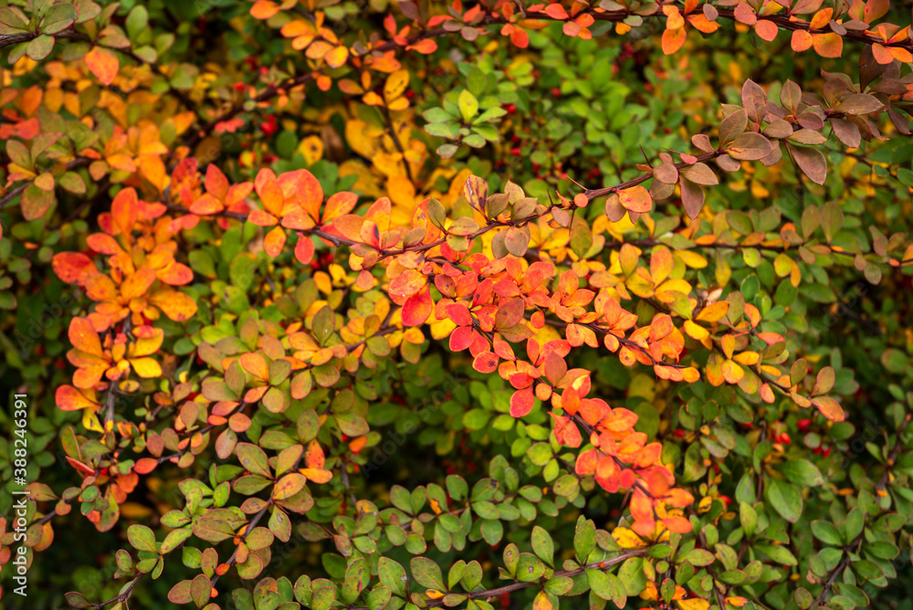 bush with different colors of leaves red green orange yellow. bush with different colors of leaves red green orange yellow.